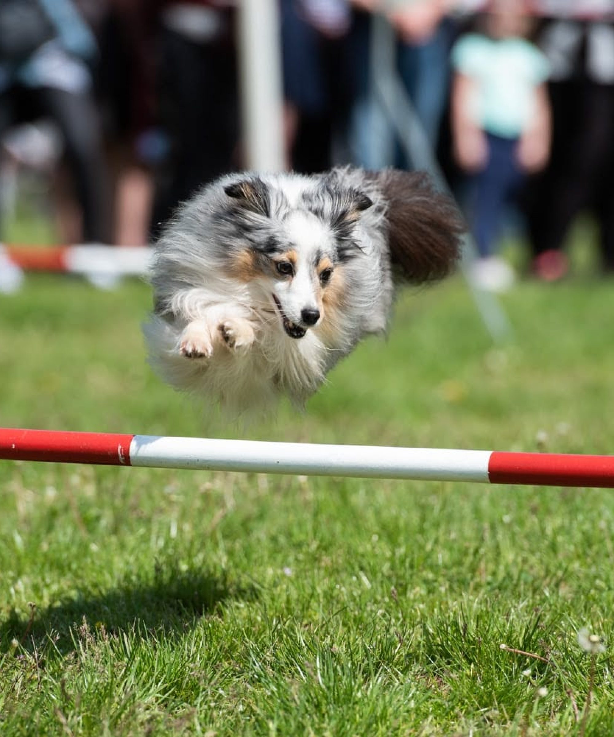 agility